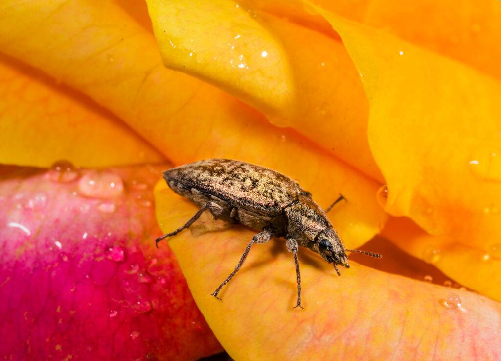 Piralide di pino scolpito occidentale