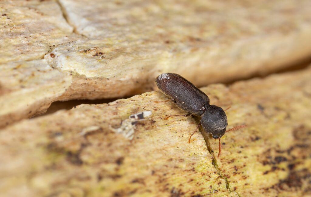 Scarabeo guardia-morte