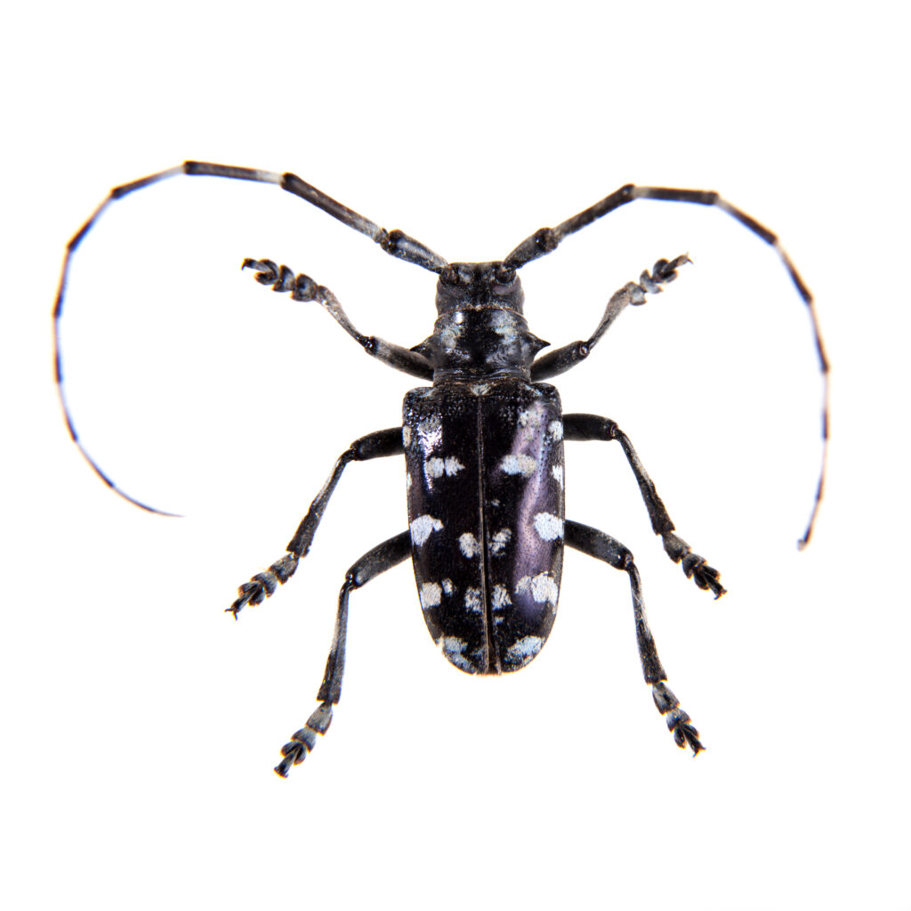 Scarabeo segatore di pino