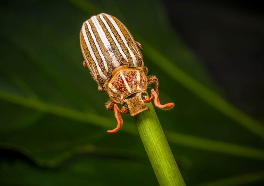 Scarabeo di giugno a dieci linee