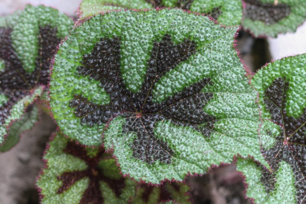 Begonia Croce Di Ferro