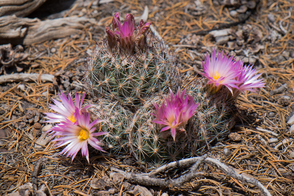 I cactus possono prosperare nel New Mexico