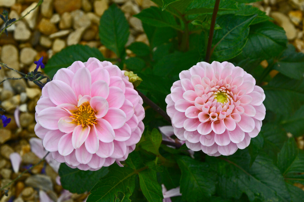 Dahlia