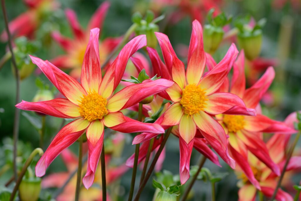 Dahlia orchidea 'Honka Surprise'