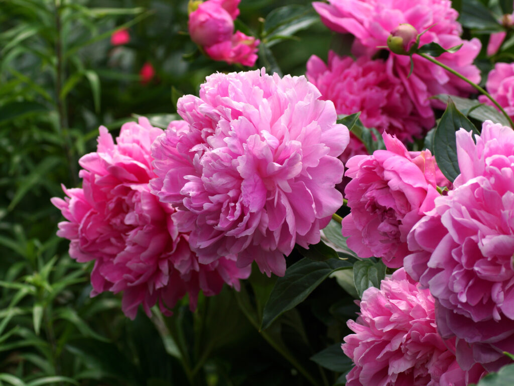 fiori da piantare a maggio