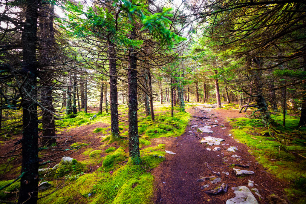 Sentiero della foresta nazionale di Monongahela