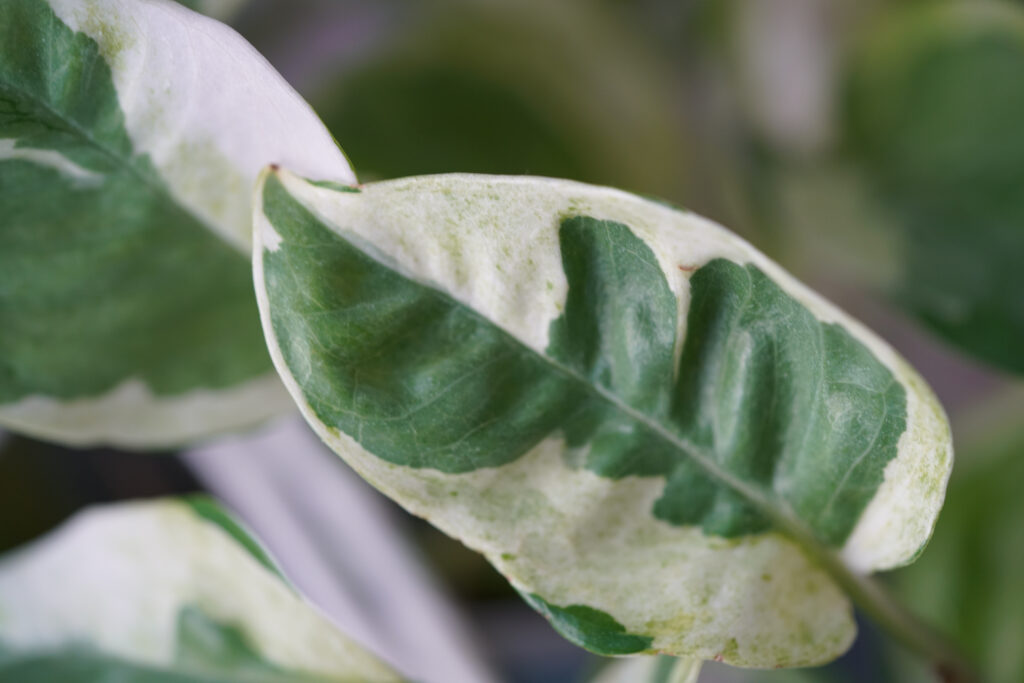 Un primo piano di una foglia variegata di una varietà di pothos N'Joy.