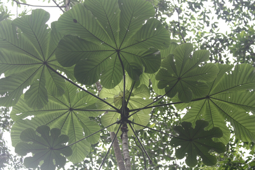 Parco nazionale della sovranità/Panama