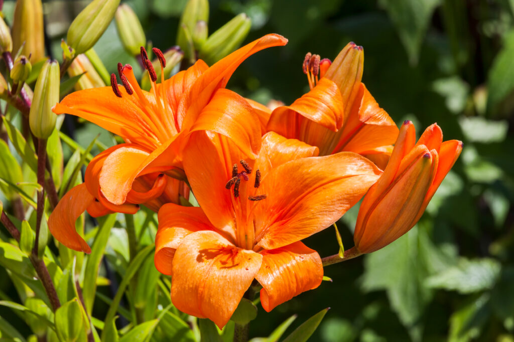 Giglio asiatico 'Incantesimo' una pianta a fioritura primaverile