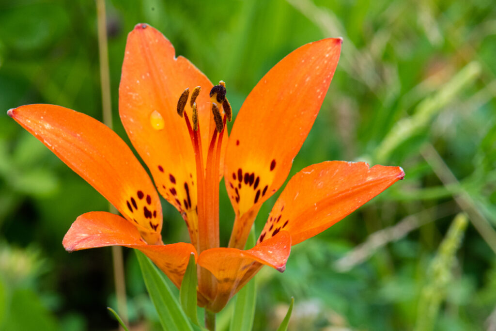 Fotografia ravvicinata del fiore di giglio di legno (Lilium philadelphicum).  Fotografato nel Manitoba meridionale.