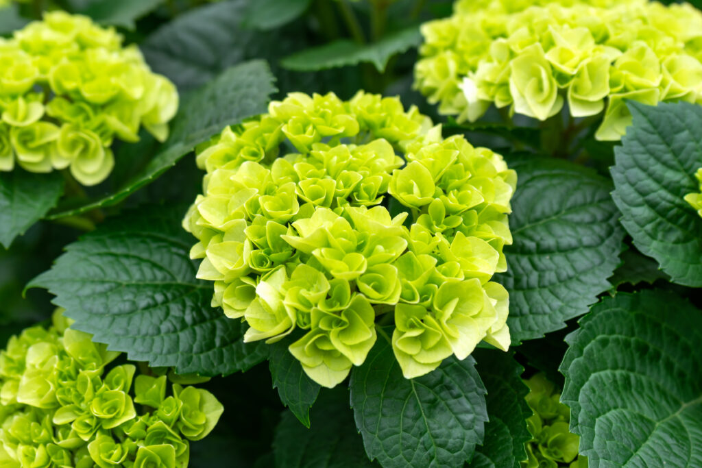 Piccola ortensia lime con foglie verde scuro sullo sfondo