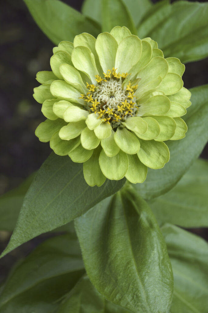 Zinnia invidia