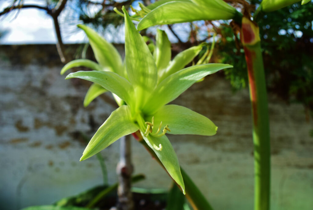 Amaryllis sempreverde