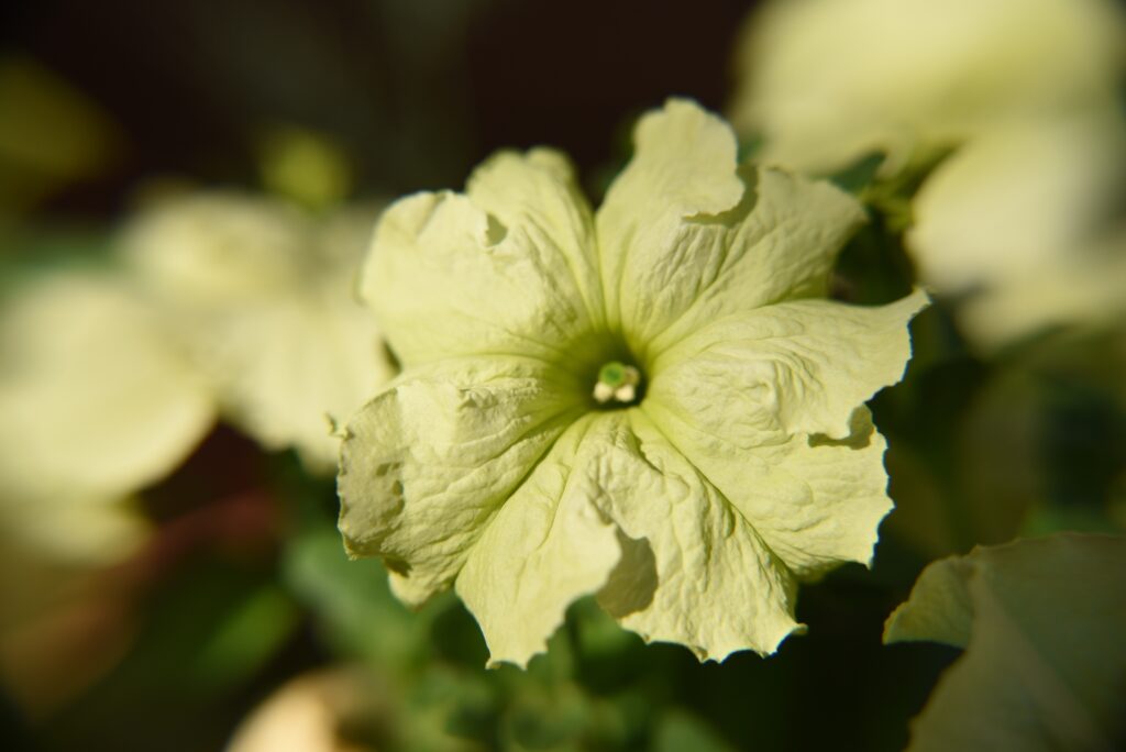 Primo piano della petunia verde lime