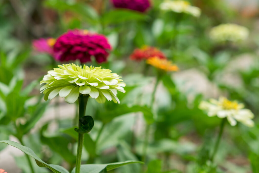Zinnia gigante di Green Benary con zinnie viola, rosse e gialle sullo sfondo
