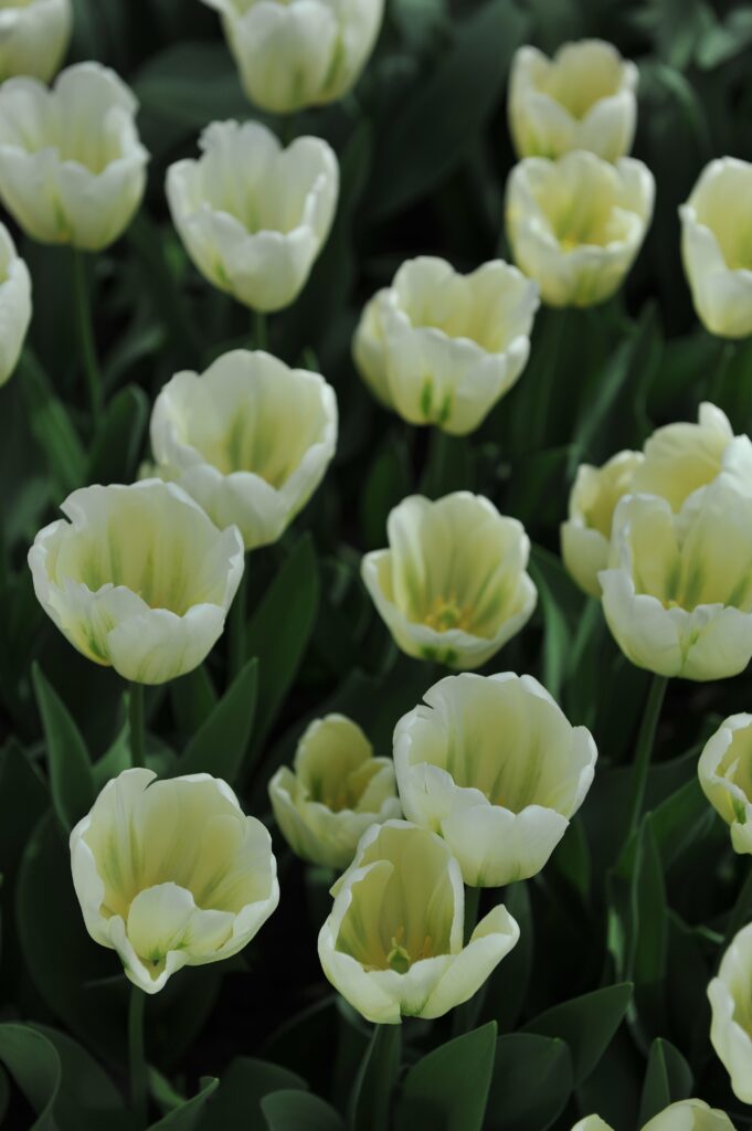 Tulipani di spirito verde