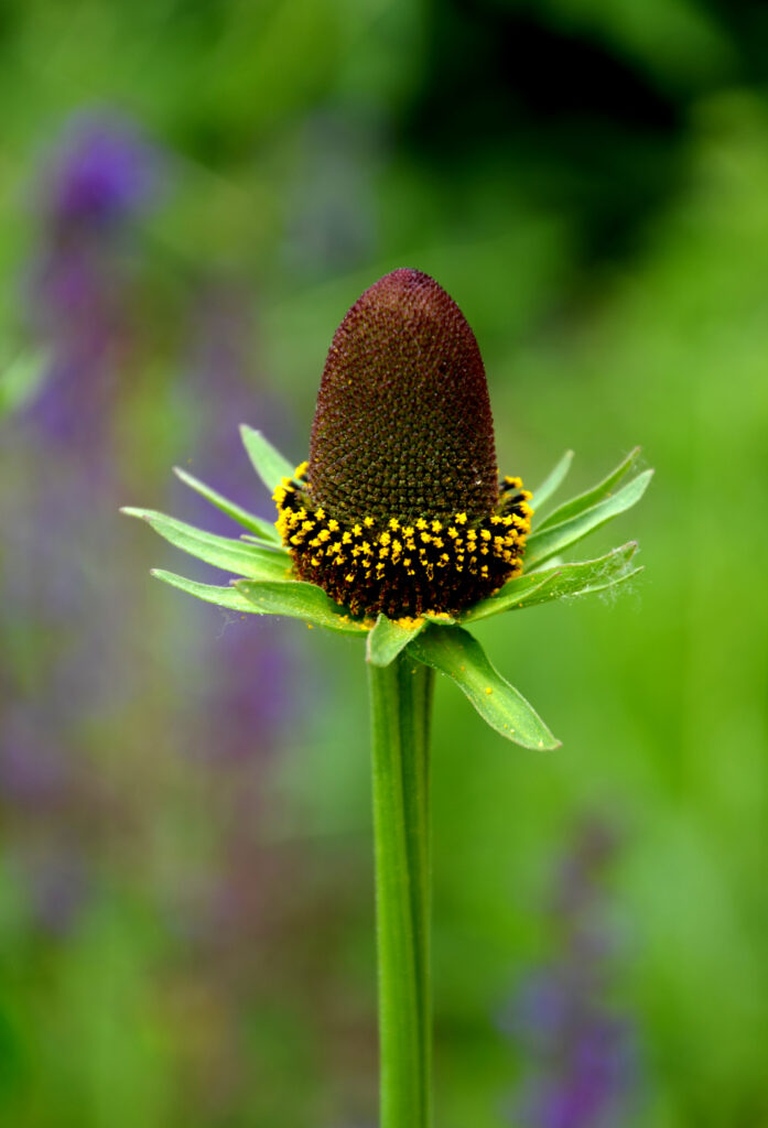 Rudbeckia mago verde