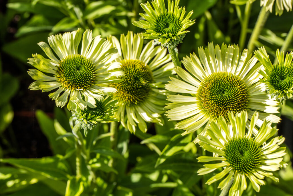Coneflowers gioiello verde