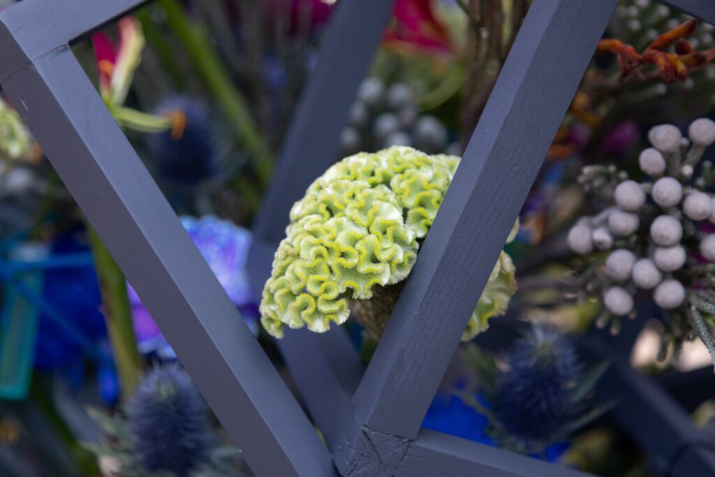 Celosia verde