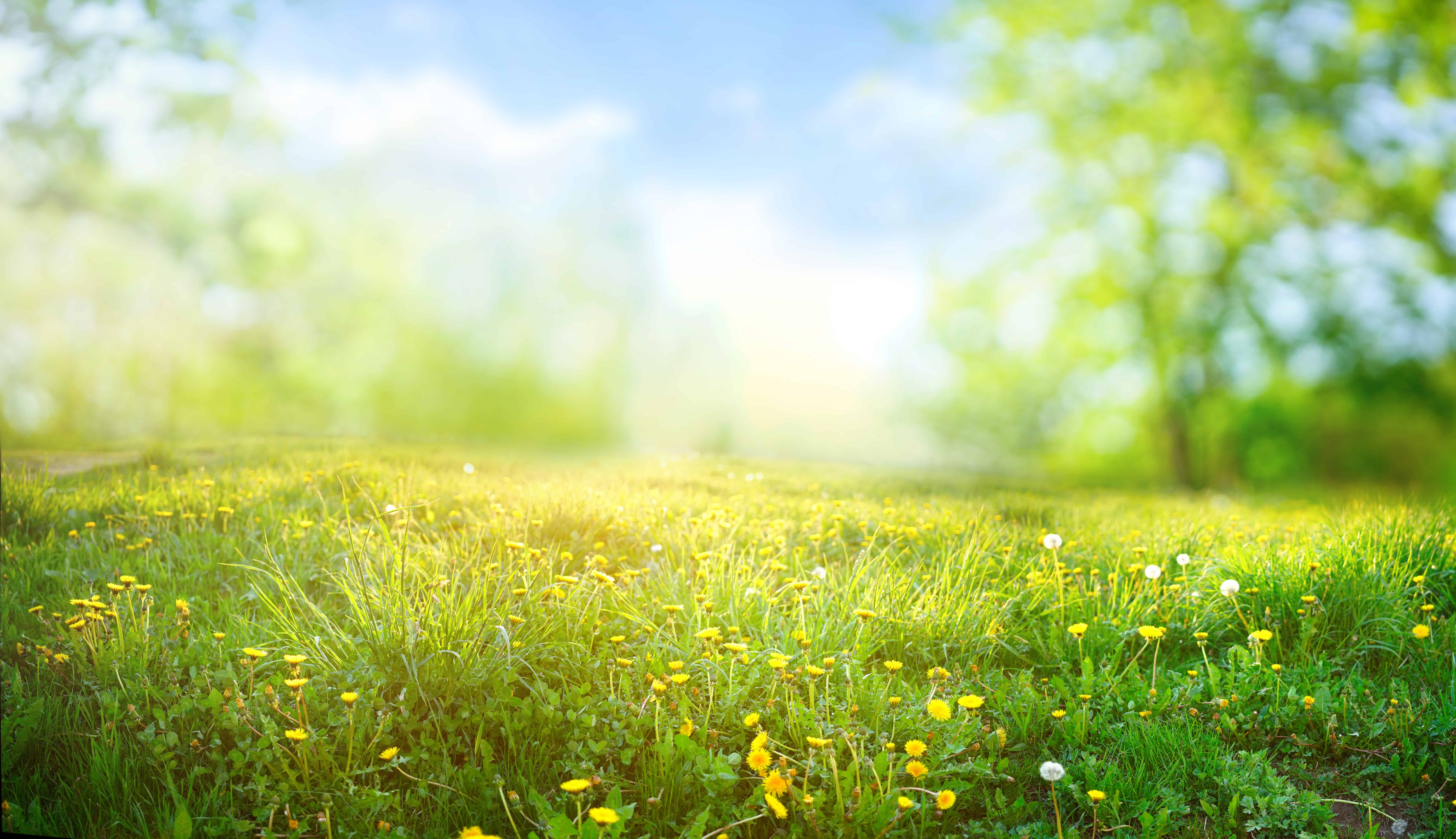 Scopri 14 splendidi fiori primaverili verdi
