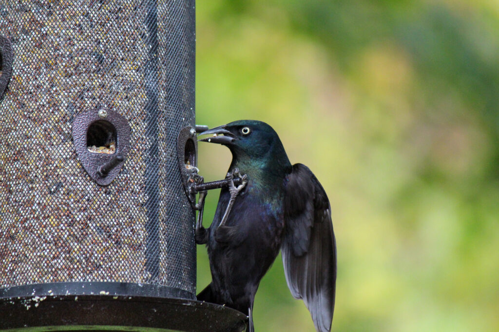 Grackle comune alla mangiatoia per uccelli