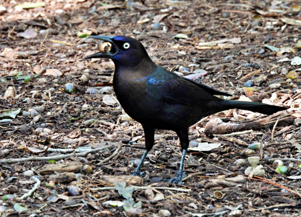 Gracchio comune (Quiscalus quiscula)