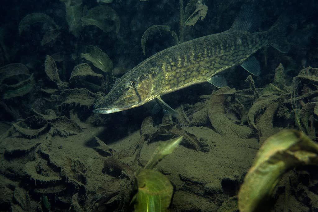 Chain Pickerel sott'acqua nel fiume Richelieu in Canada