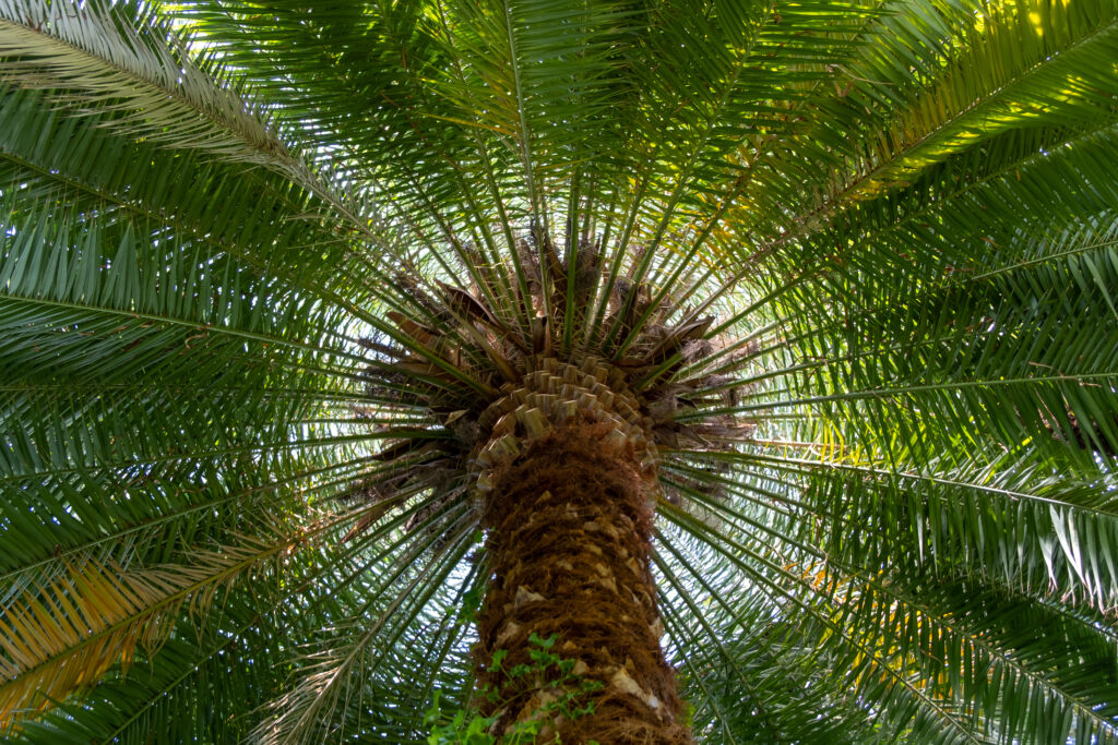 Canarie Palma da datteri