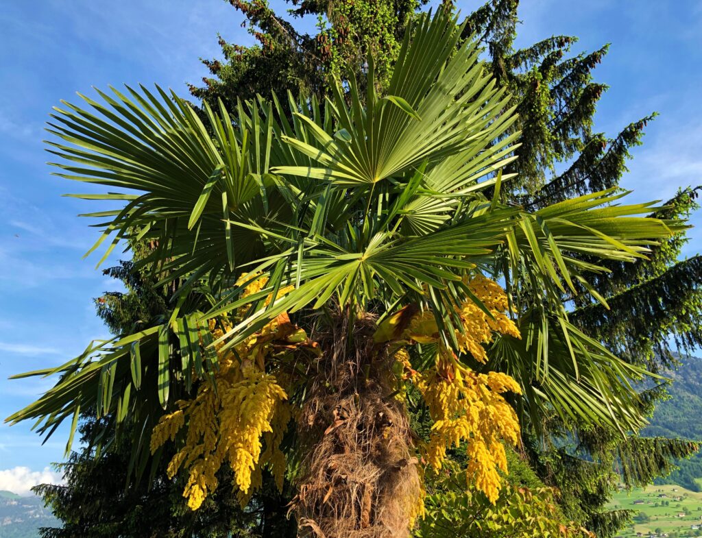 Palma del Texas Sabal