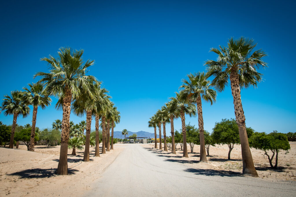 Palma messicana