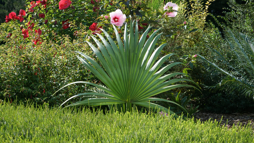 palmetto nano