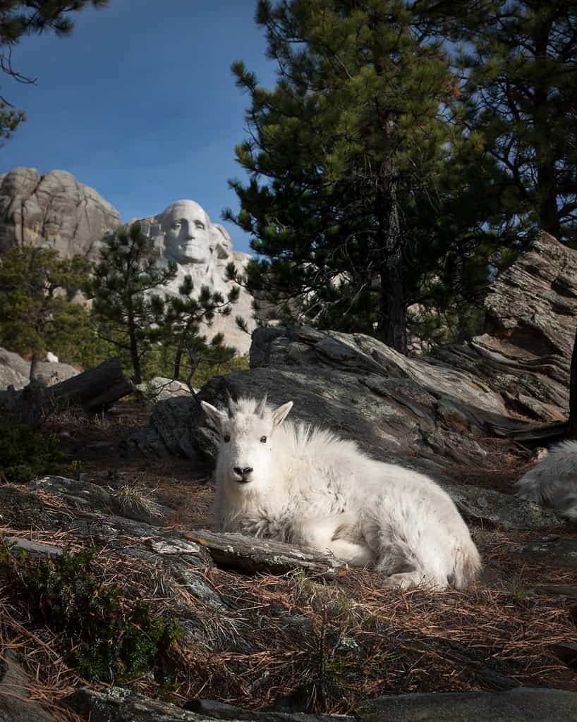 Capra di montagna che riposa vicino al monte Rushmore