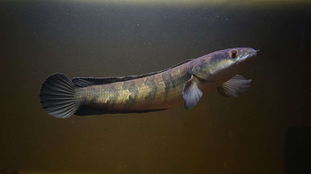 Channa marulioides