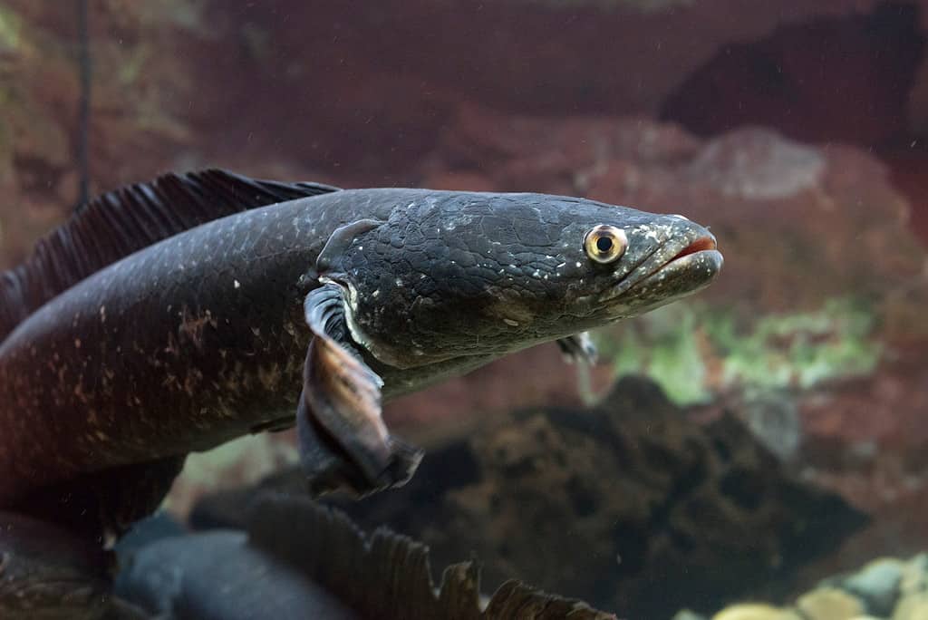 Grande pesce serpente (channa marulius)
