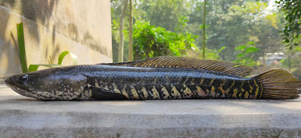Channa striata