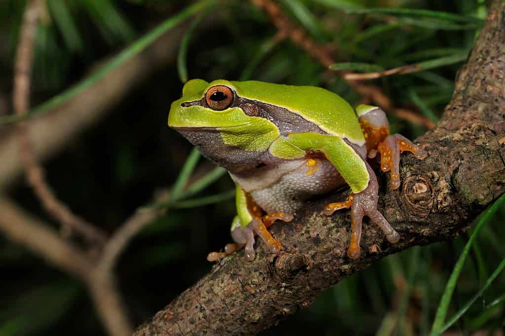 Raganella sterile del pino (Hyla andersonii)