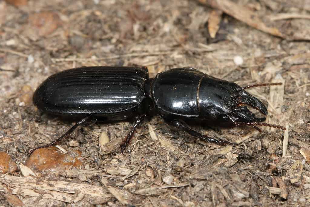Scarabeo di terra dalla testa grande