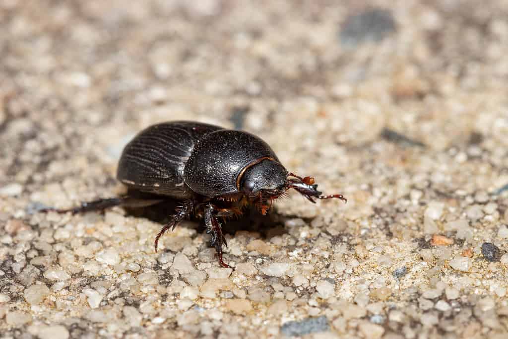 Questo Maggiolino
