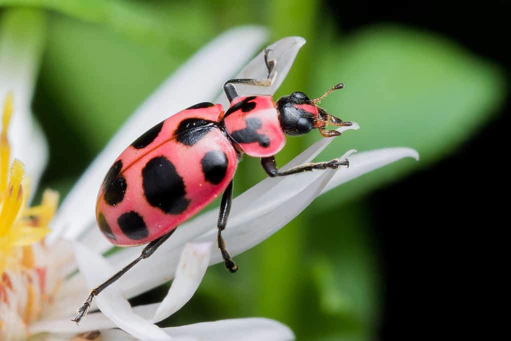 Lady Beetle macchiato
