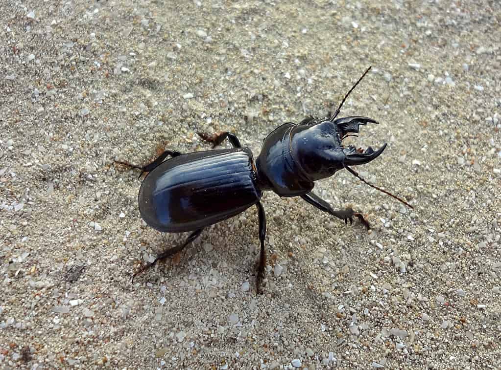 Scarabeo macinato di Scarite