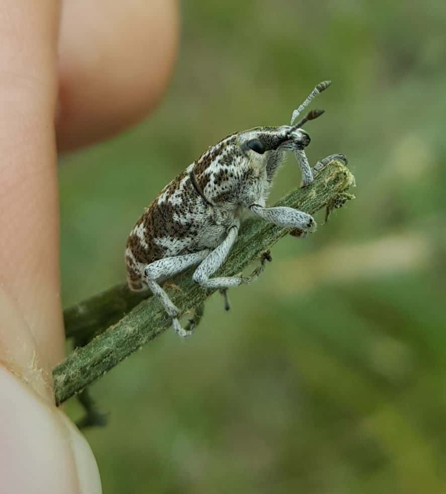Punteruolo della radice di Knapweed