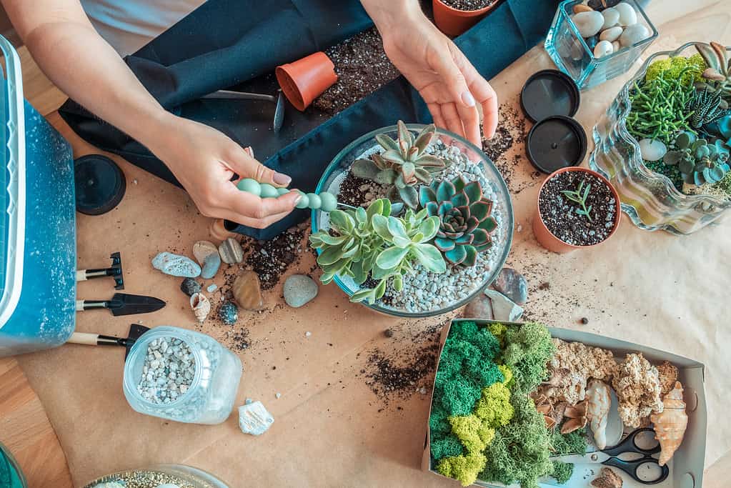 Succulente area di lavoro del florarium