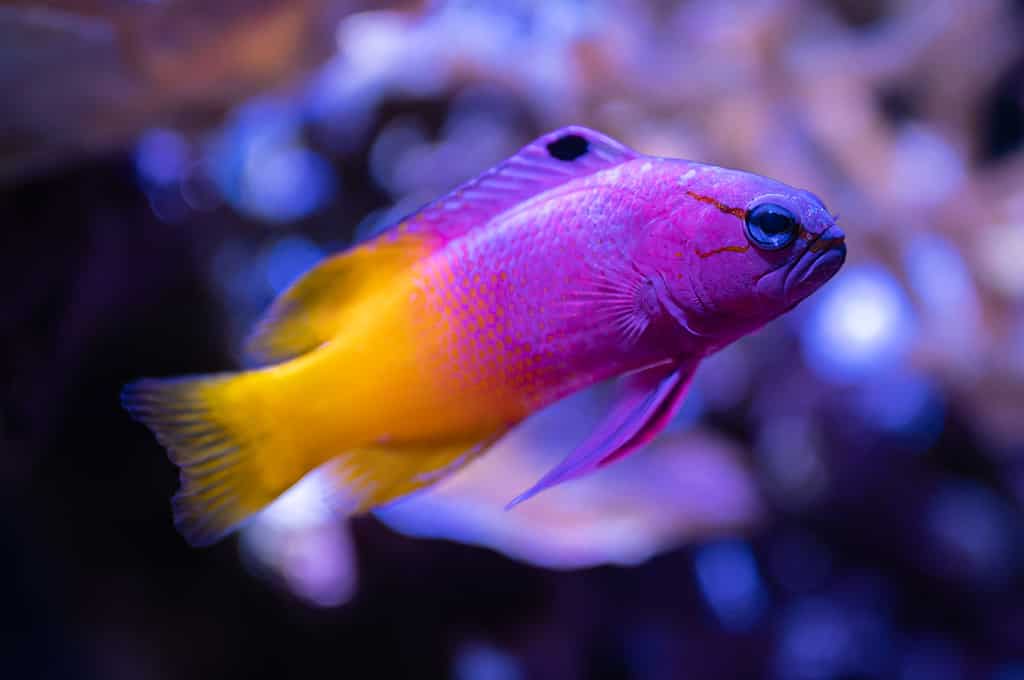 Bassotto Royal Gramma