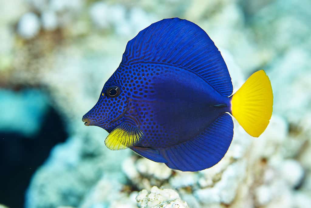 Pesce codolo viola