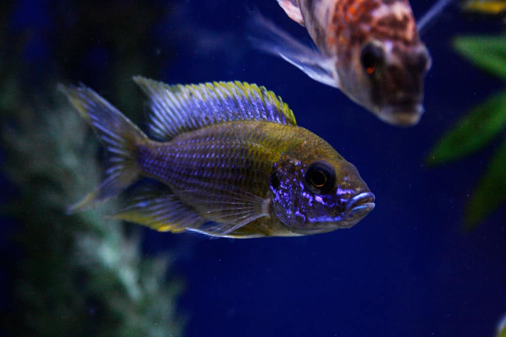 Guppy di Mosca blu