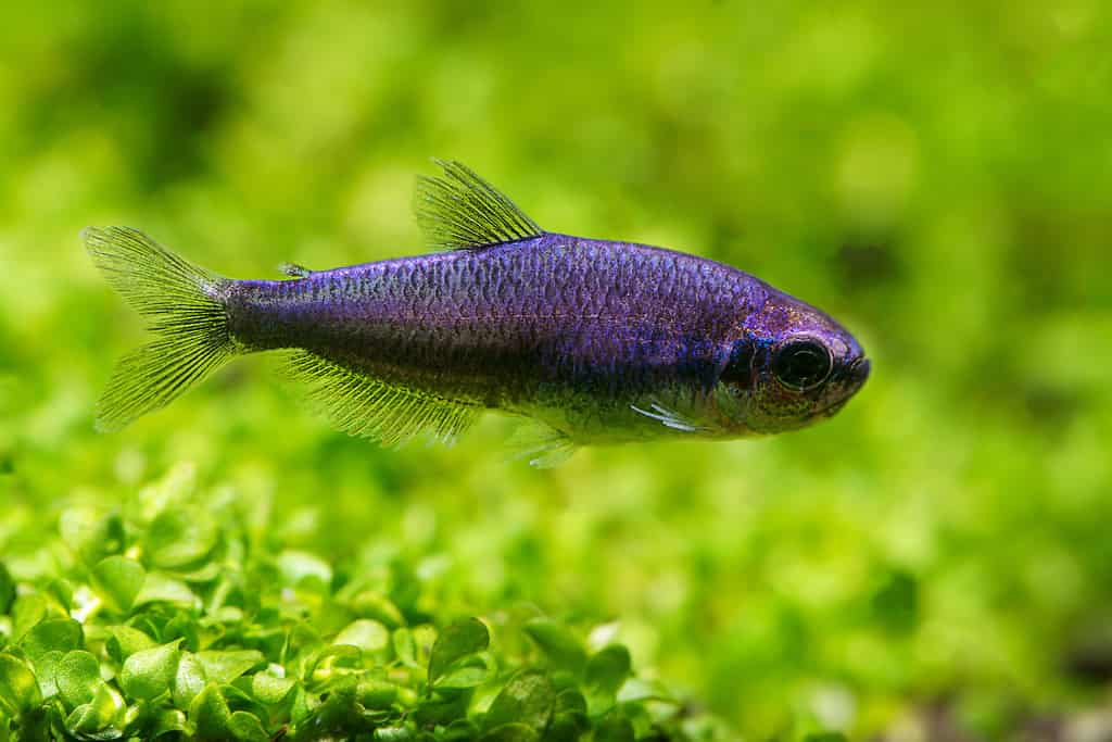 Super Blue Emperor Tetra - Viola Tetra