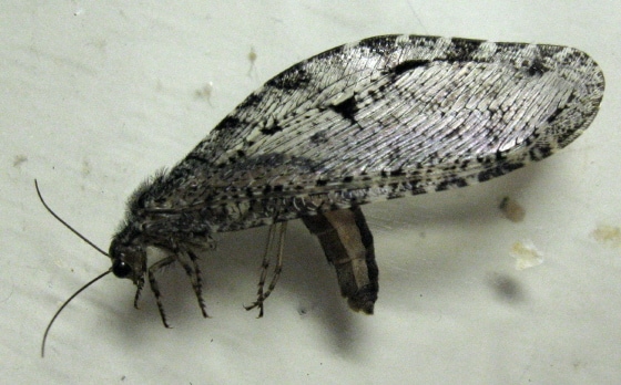 Insetto gigante preistorico trovato in Arkansas Walmart
