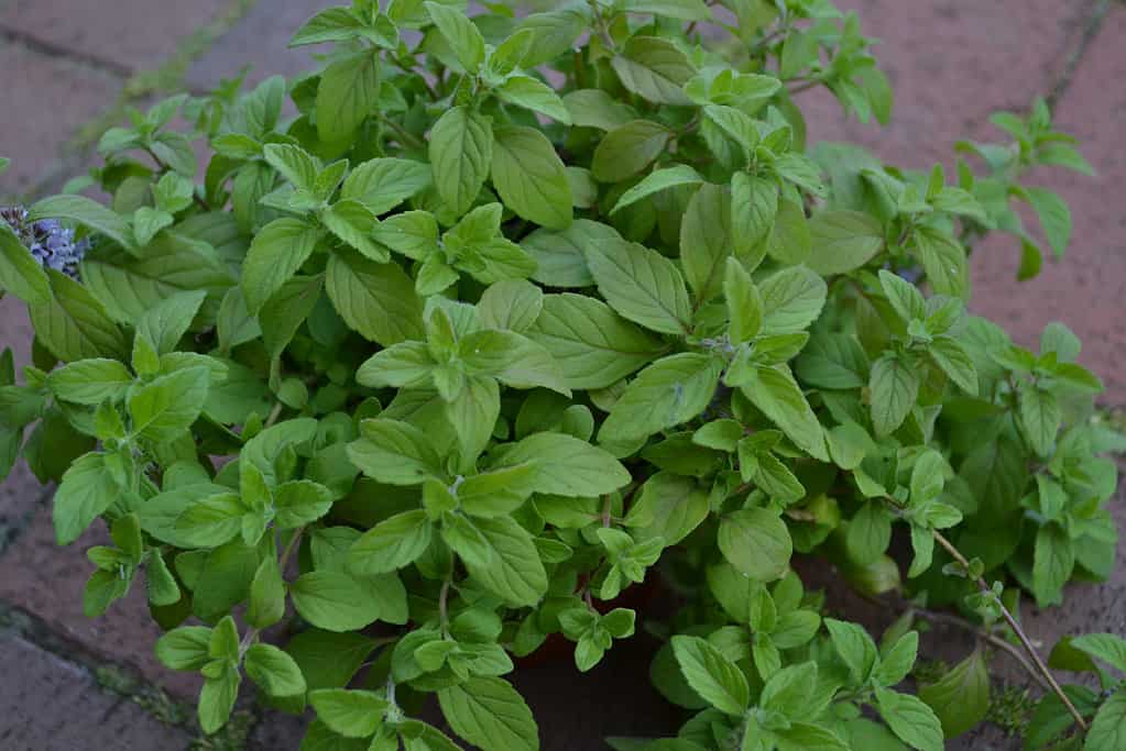 Close Up di mais fragrante menta 'Banana' (Mentha arvense).