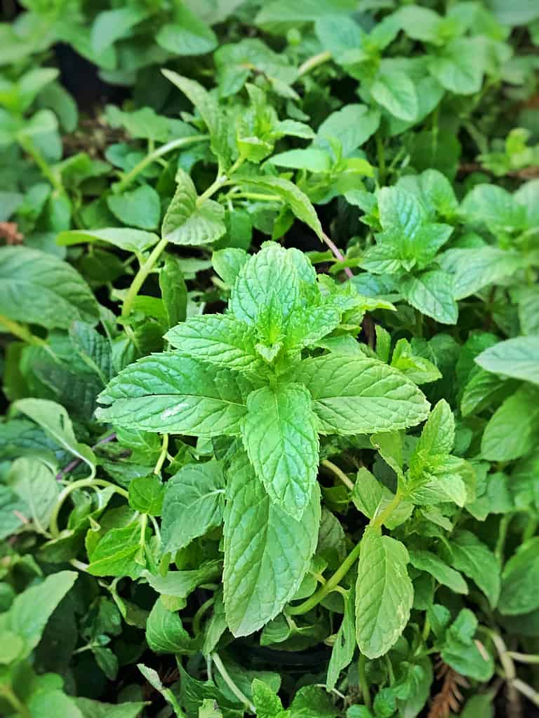 Primo piano di una pianta di menta egiziana.
