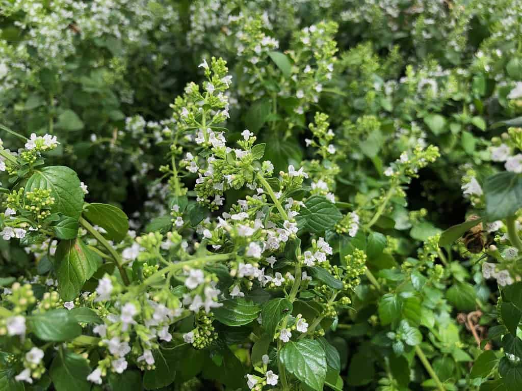 Primo piano medio di grappoli di fiori bianchi di calamint.